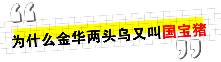 兩頭烏推文_畫(huà)板 1 副本 5.jpg